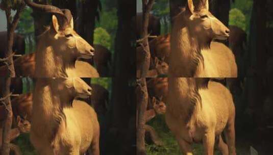 羚羊瞪羚羊山羊野生动物高清在线视频素材下载