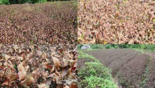 大旱旱情茶园茶树茶叶灾情灾害旱灾高清在线视频素材下载