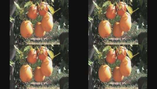 挂在枝头的黄色果实高清在线视频素材下载