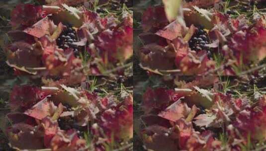 秋季草地上的葡萄高清在线视频素材下载