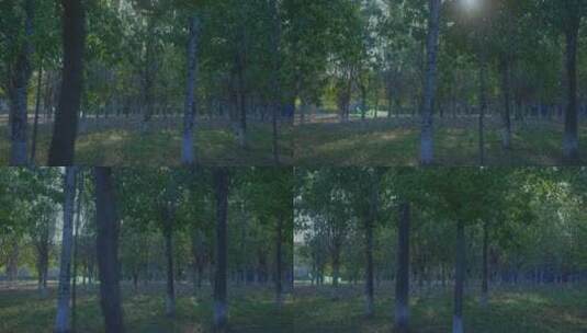 早晨阳光照射下的树林树高清在线视频素材下载