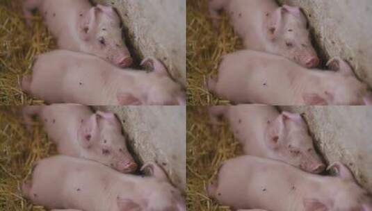 养殖场围栏里的猪高清在线视频素材下载