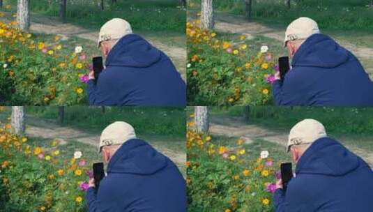 4K实拍升格用手机拍摄波斯菊的中老年人高清在线视频素材下载