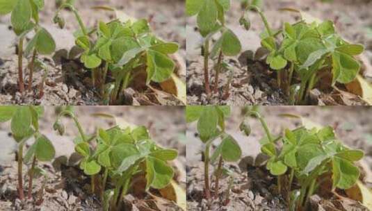 绿植植物高清在线视频素材下载