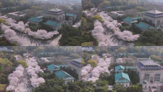 航拍武汉大学教学楼与春天樱花高清在线视频素材下载