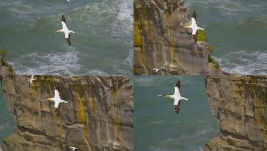 追踪一只在海岸线上空飞行的塘鹅的镜头高清在线视频素材下载