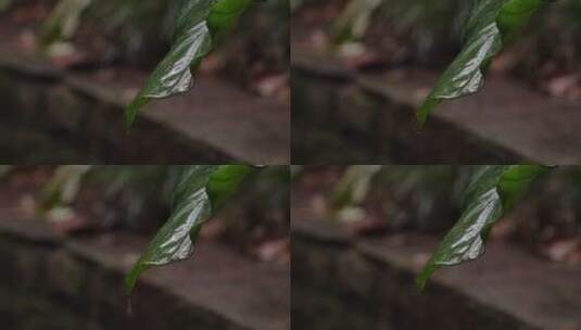 4K唯美雨景-森林景观雨滴落在植物叶片空镜高清在线视频素材下载