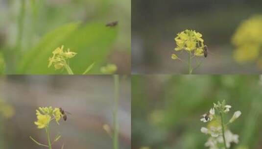 蜜蜂采蜜 油菜花 春天 菜花 农村高清在线视频素材下载