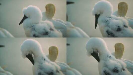 整理毛发的塘鹅高清在线视频素材下载