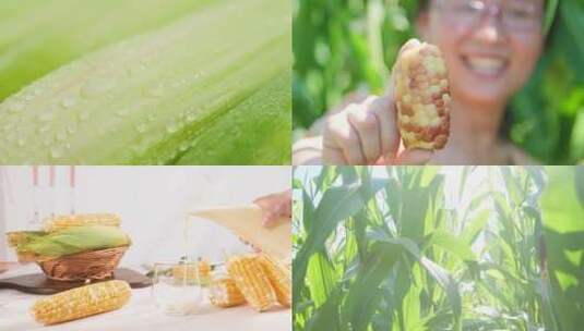 玉米合集高清在线视频素材下载