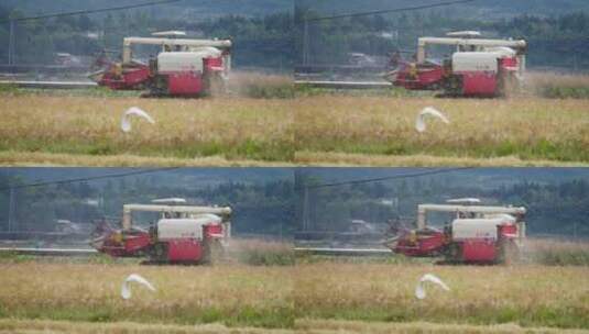 正在收割小麦的收割机高清在线视频素材下载