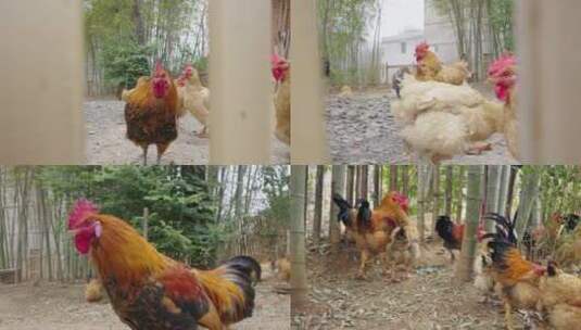 农村散养土鸡高清在线视频素材下载