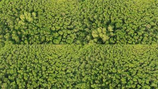 航怕福建漳州九龙江生态系统红树林湿地高清在线视频素材下载