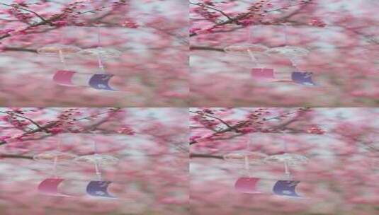 春天盛开梅花樱花悬挂风铃高清在线视频素材下载