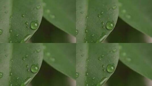 4K实拍雨天叶子上的水滴高清在线视频素材下载