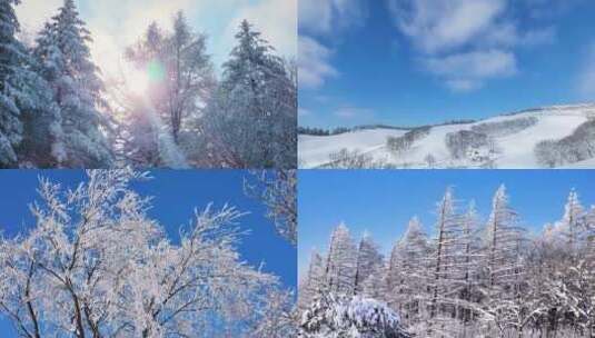 冬季下雪雪景特写雪树银杉雪乡风景高清在线视频素材下载