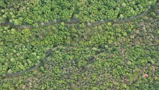 4K武汉马鞍山森林公园里的林中小道俯拍高清在线视频素材下载