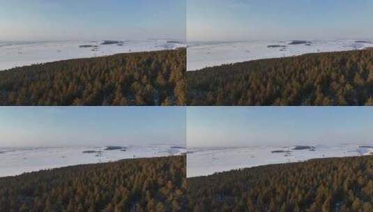 呼伦贝尔森林草原过渡带樟子松林雪景高清在线视频素材下载