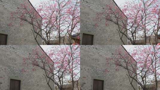 初春中式庭院园林梅花盛开高清在线视频素材下载