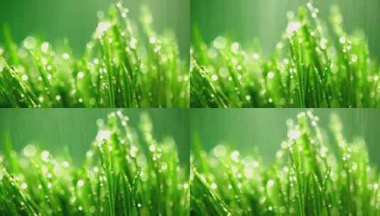 雨露绿色植被高清在线视频素材下载