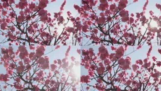 春天阳光下盛开的梅花高清在线视频素材下载