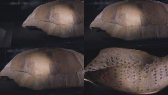 古代占卜龟壳高清在线视频素材下载