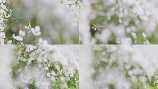 春天白色珍珠菊鲜花在风中摇曳高清在线视频素材下载