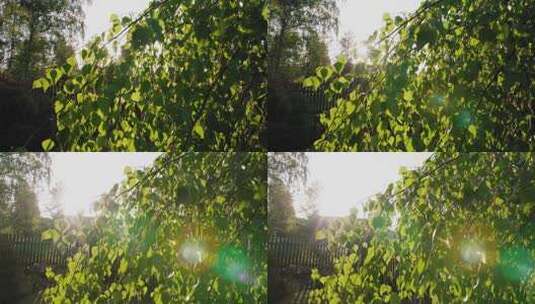 透过树叶看到日出。高清在线视频素材下载