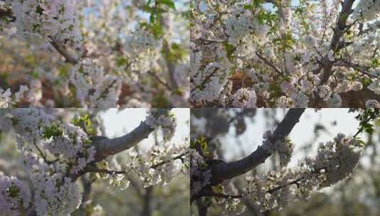 樱花枝头高清在线视频素材下载