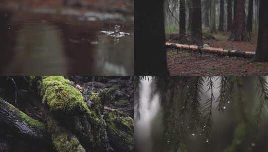 树林下雨  雨天 雨过天晴 热带雨林高清在线视频素材下载