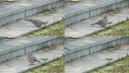 一只斑鸠鸟喝水实拍镜头高清在线视频素材下载