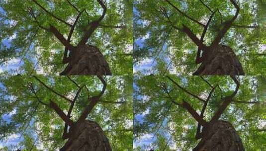 阳光下的老槐树高清在线视频素材下载