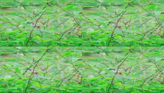 栖息在绿色竹林里的一只红耳鹎鸟高清在线视频素材下载