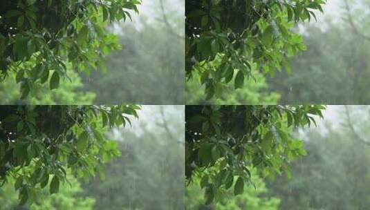 雨天的树林 下雨天高清在线视频素材下载
