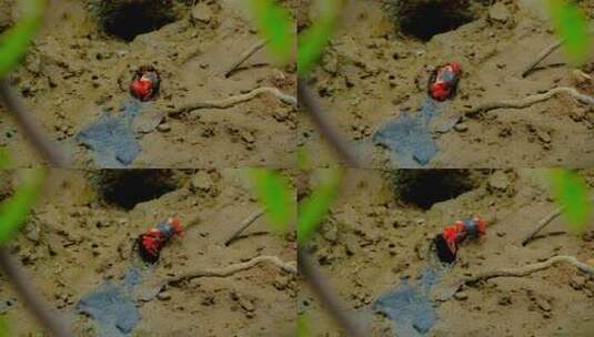 红树林 红螃蟹 招潮蟹高清在线视频素材下载