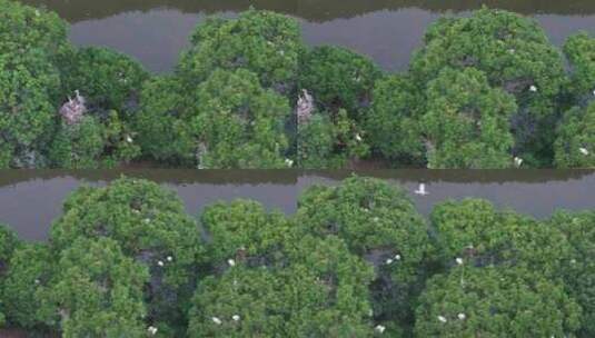 湿地沼泽白鹭鸟类生态空镜高清在线视频素材下载