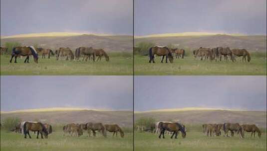 内蒙古呼伦贝尔大草原牛群马群放牧实拍视频高清在线视频素材下载