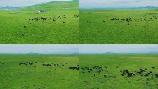 青藏高原草原牦牛牧民自然高清在线视频素材下载
