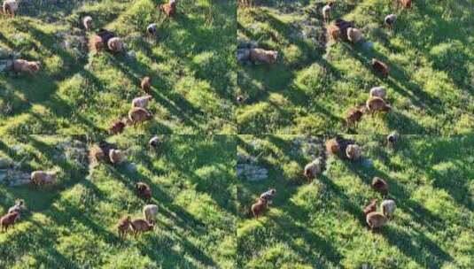 草原，放牧，牛羊，树林C高清在线视频素材下载