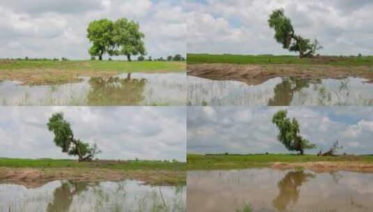 湿地河流辽河七星湿地草原草场雷劈树高清在线视频素材下载