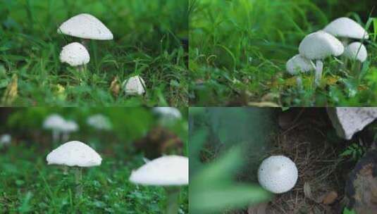 白色蘑菇菌类实拍视频高清在线视频素材下载