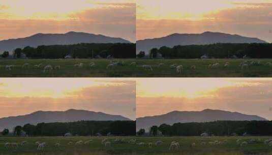 夕阳牧场 悠闲的羊儿高清在线视频素材下载