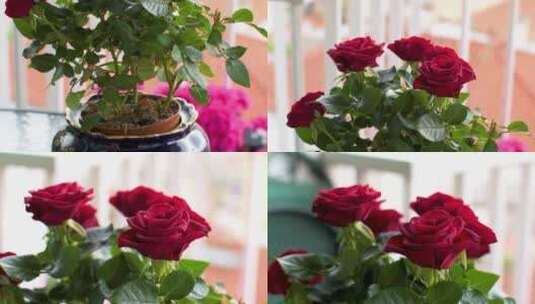 红玫瑰4K高清在线视频素材下载