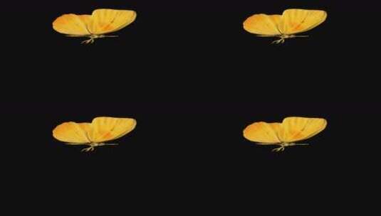 蝴蝶飞舞 带透明通道 无缝循环高清在线视频素材下载