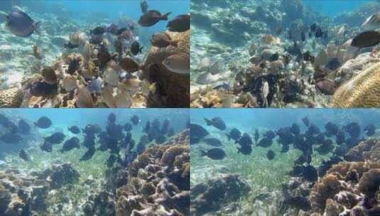 海底世界成群的热带鱼群高清在线视频素材下载