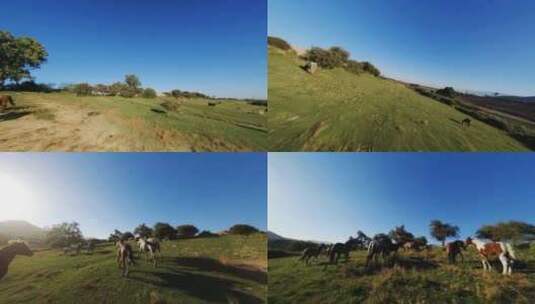 草原牛羊穿越机4K高清在线视频素材下载