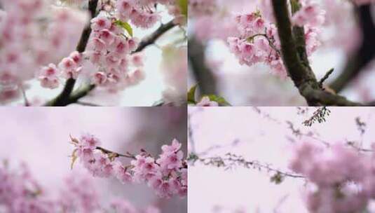 樱花盛开樱花树高清在线视频素材下载