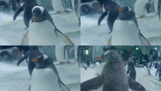 企鹅动物高清在线视频素材下载