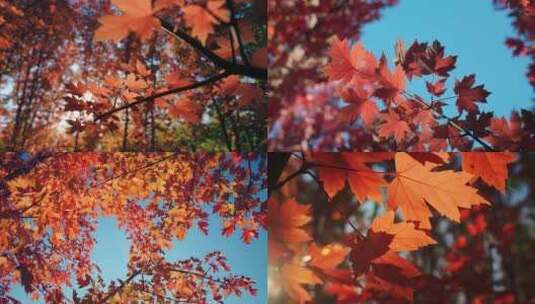 秋天枫叶红叶空镜高清在线视频素材下载