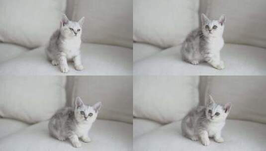 可爱的美国短发小猫在沙发上玩4高清在线视频素材下载